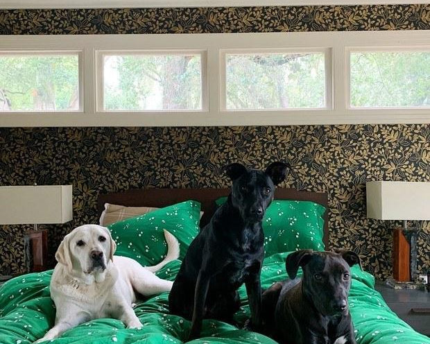 Take Your Dog to Work Day | Hygge & West